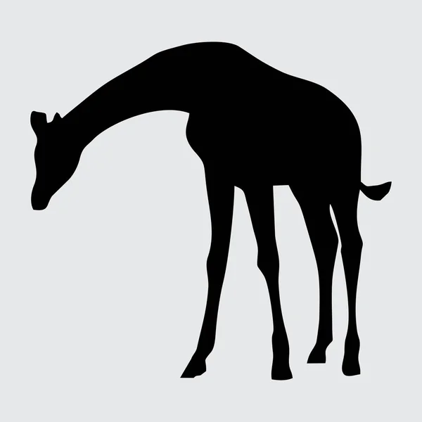 长颈鹿剪影 长颈鹿在白色背景上被隔离 — 图库矢量图片