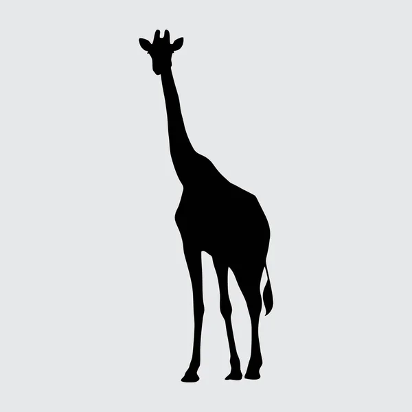 Silhouette Girafe Girafe Isolée Sur Fond Blanc — Image vectorielle