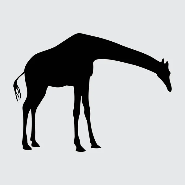 Giraffe Silhouette Giraffe Isoliert Auf Weißem Hintergrund — Stockvektor