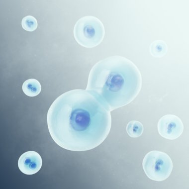 İnsan hücre, hayvan hücre iki hücreyi böler. Bilimsel tıp, yaşam ve Biyoloji, moleküler dna araştırma. 3D çizim