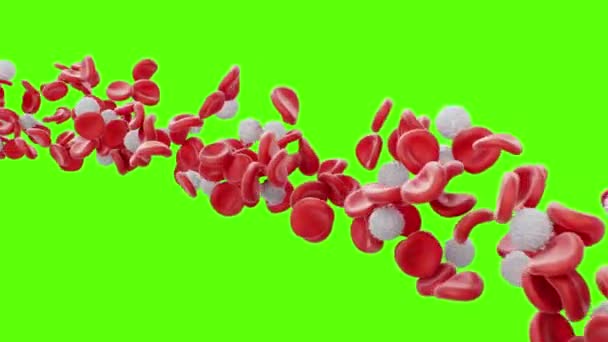 Celulele roșii din sânge și leucocitele curg pe un ecran verde. Fluxul de sânge într-un organism viu. Conceptul microbiologic științific și medical. Îmbogățirea cu oxigen, nutrienți importanți, animație 3D — Videoclip de stoc