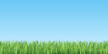 Yeşil yaz çimen ve mavi gökyüzü.