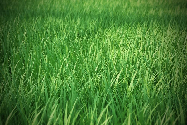 Hierba verde fresca con un desenfoque focal en la distancia . — Foto de Stock