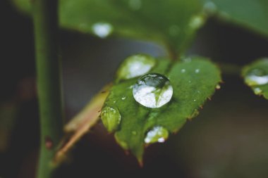 Bayanların parmakları olarak da bilinen taze kesilmiş sebze bamyasının geçmişi. Bu bitkisel bilimsel isim Abelmoschus esculentus. Bamya, yararlı besin ve antioksidan yönünden zengin yenilebilir tohumlarıyla bilinen bir bitkidir..