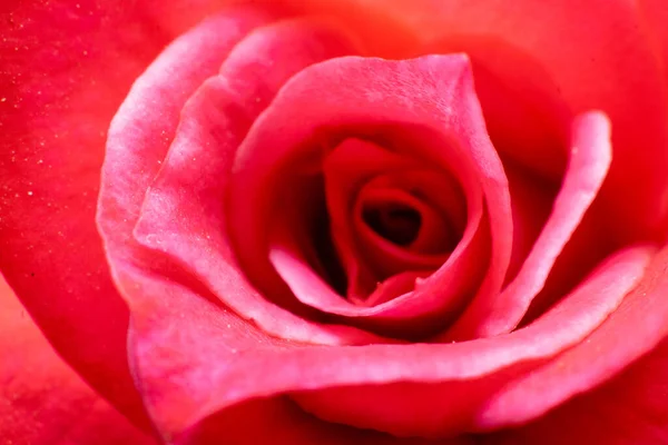 Kırmızı gül çiçeğine yaklaş..