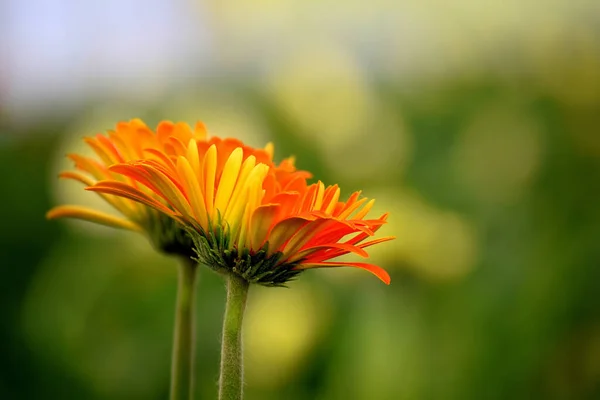 Due Fiori Gerbera Colore Giallo Arancio Noti Anche Come Margherite — Foto Stock