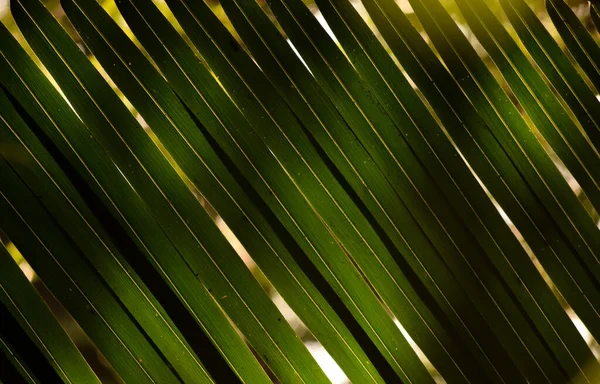 Coco Verde Deixa Fundo Com Luz Fundo Sol Durante Noite — Fotografia de Stock
