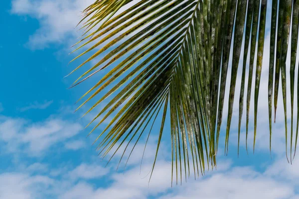 Folhas Coqueiro Cor Verde Com Céu Azul Nublado Fundo Praia — Fotografia de Stock