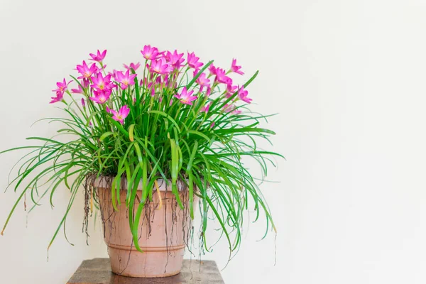 Tencereye yerleştirilmiş pembe renkli yağmur zambağı ve beyaz sarı renkli duvar. Yağmur mevsiminde açan zambaklar.