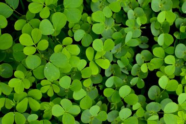 Cassia tora çalılarının doğal yeşil desenleri.