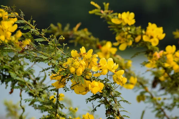 Senna İskenderiye 'nin sarı renkli çiçekleri. Hint senna olarak da bilinir. Kullanılan seçici odak.