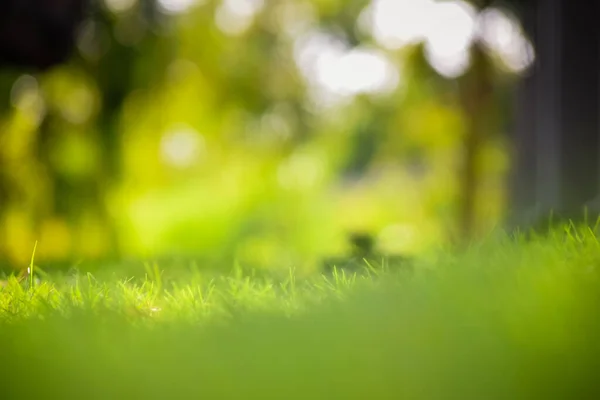Güzel yeşil renkli bulanık doğal bokeh arkaplan gün ışığında bahçede.
