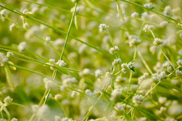 Alternatif tenella bitkisi de yabani ot olarak bilinir. Çiçekleriyle birlikte yeşil çimlerin arka planı.
