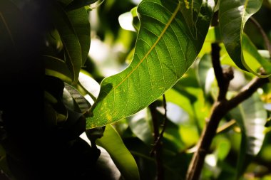 Sabah ışığında mango yaprağının yaprakları..
