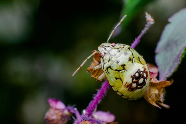 Beyaz renkli böcek makro fotoğrafı