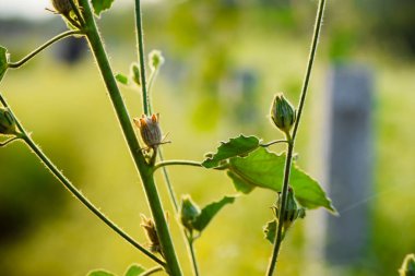 Akşam ışığı ve yeşil renkli arka plan boyunca yabani bitki arka planı.