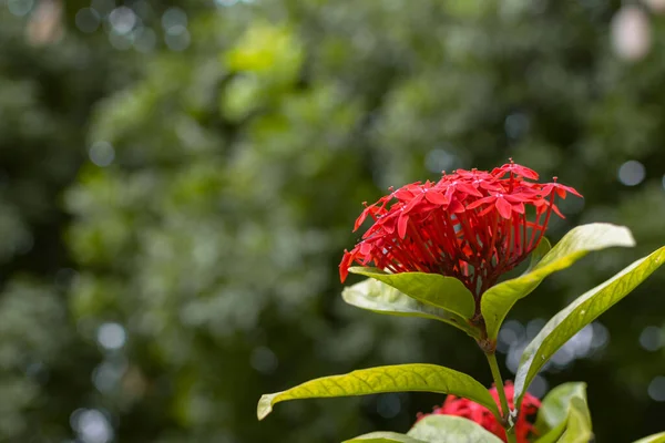 Bahçede bulanık arkaplanı olan güzel kırmızı çiçek demeti..