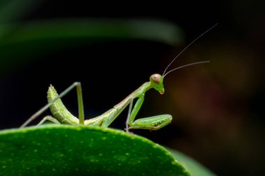 Bitkinin yeşil yaprağında peygamber devesi böceği dua ediyor. Bu böcekler zararlı böcek böcekleri üzerinde biyolojik kontrol sağlamak için entegre haşere yönetimi programının bir parçası olarak kullanılıyor..