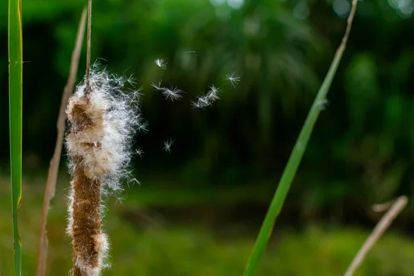 Geniş yapraklı yayın kuyruğu, tohumlu bulbrush çiçekleri olarak da bilinir. Tohum dağılımı olarak bilinen rüzgarda süzülür. Kullanılan seçici odak.