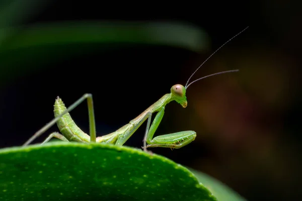 Bitkinin yeşil yaprağında peygamber devesi böceği dua ediyor. Bu böcekler zararlı böcek böcekleri üzerinde biyolojik kontrol sağlamak için entegre haşere yönetimi programının bir parçası olarak kullanılıyor..