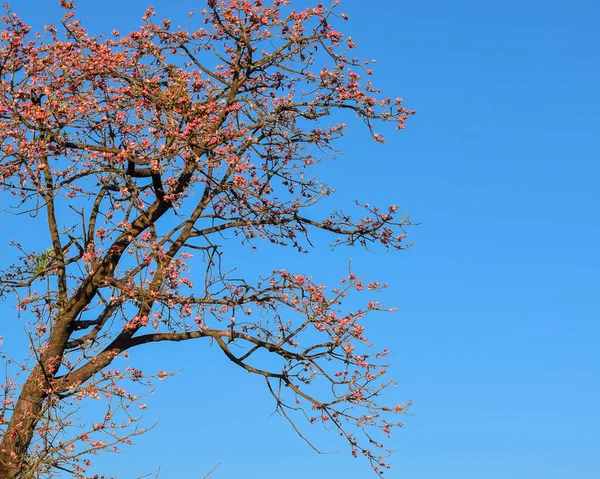 Malabar ipek pamuk ağacı olarak da bilinen kırmızı pamuk ağacı yaz Hindistan 'ında güzel kırmızı çiçekler açar. Ağaçtaki kırmızı çiçekler mavi arkaplanlı.
