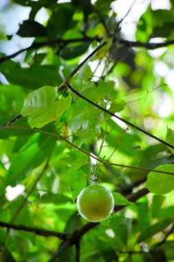 Tutku meyvesi, antioksidan, karotenoit ve polifenol içeren vitaminler bakımından zengin besleyici bir tropikal meyvedir. Bu yeşil renkli meyve sarmaşığa asılı ve seçici bir odak kullanıyor..