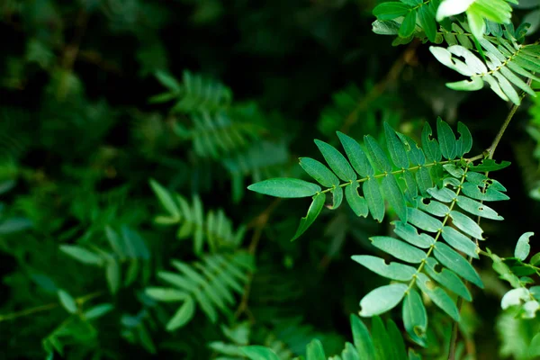 Seçici odaklı yeşil yapraklar arkaplan ve bulanık koyu arkaplan ile boşluk kopyala.