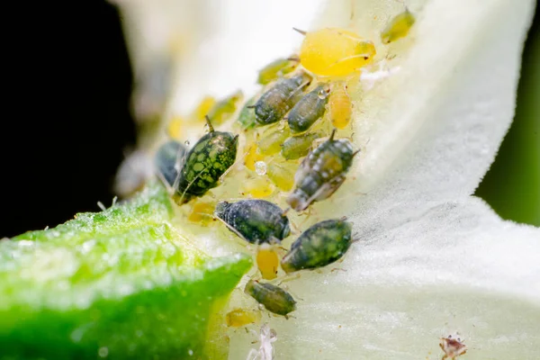 Aphids Flower Cold Flower Jedná Hmyzí Škůdce Který Poškozuje Úrodu — Stock fotografie