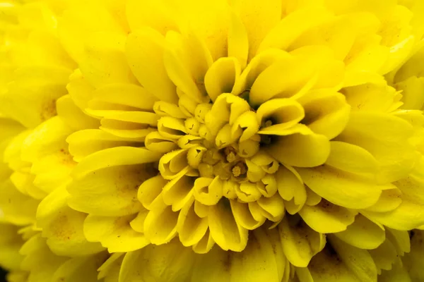 Primo Piano Petali Fiori Gaillardia Colore Giallo Con Messa Fuoco — Foto Stock