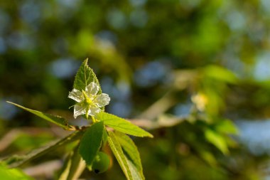 Jamaika kiraz ağacının yapraklı beyaz renkli çiçeği. Kullanılan seçici odak.