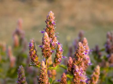 Pogostemon benghalensis genellikle Kuntze olarak bilinir, Bengal Pogostemon önemli bir aromatik bitkidir. Seçici odaklı mor renkli çiçekler kullanıldı.