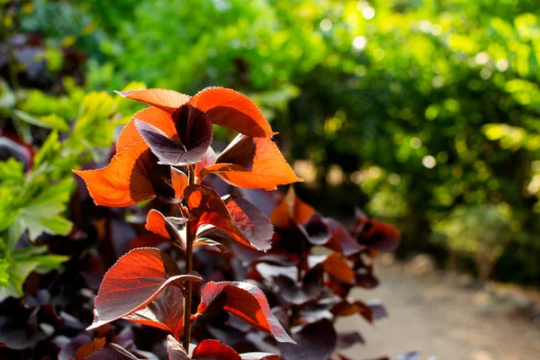 Pianta Foglia Rame Con Foglie Focus Selettivo — Foto Stock