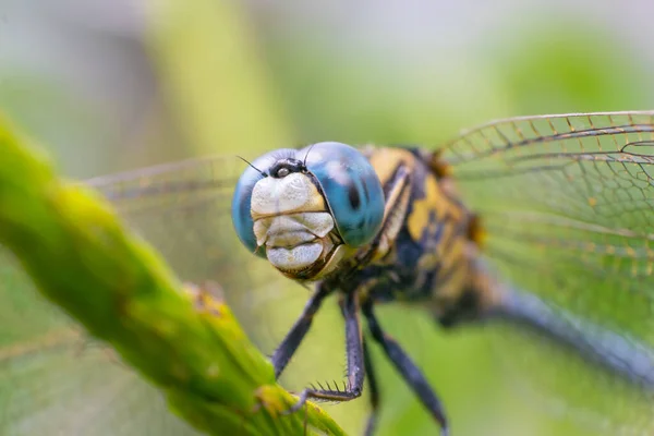 Dal üzerinde oturan mavi gözlü yusufçuk. Kullanılan seçici odak.