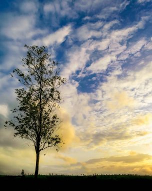 Akşam vakti, güzel bulutlu gökyüzü ile uzun ağaç silueti..