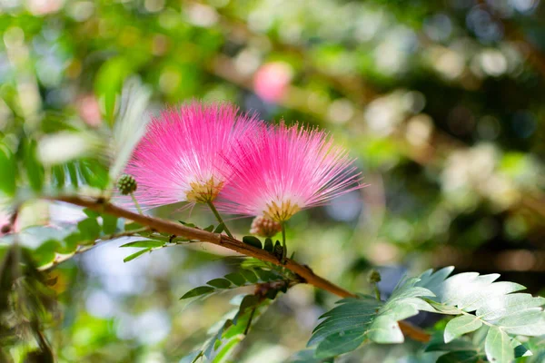 Dalın üzerinde pembe pudra tozu çiçekleri, seçici odak ve bokeh arkaplanı olan tropikal bir çalılık. Bu çiçekler Surinam Çubuğu ya da Surinam Pudrası olarak da bilinir..