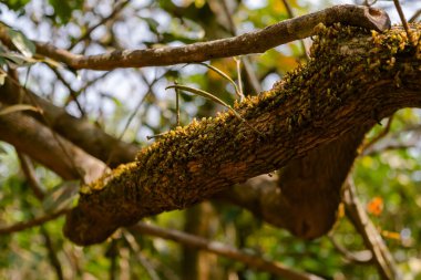 Subtropikal geniş yapraklı ormandaki ağacın dalında yosun var. Kullanılan seçici odak.