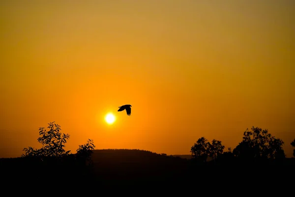 Akşam vakti gökyüzünde uçan kuş silueti ve batıda batmak üzere olan güneş..