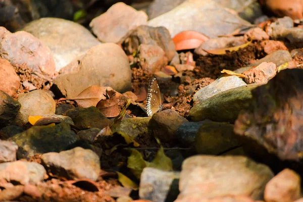 Ormandaki kurumuş sulardaki kayalar, merkezde kelebek ve sabah saatlerinde diferansiyel odaklı..
