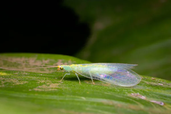 Green lacewing on the leaf. These insects are known as beneficial insects. Their larvae feed on soft-bodied insects like aphids also control many different pests. Used selective focus.