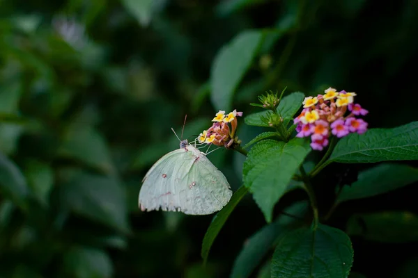 Emigrante Común También Conocido Como Migrante Limón Mariposa Chupando Néctar — Foto de Stock