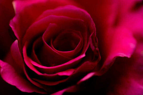 Abstract close up of red rose flower blurred for background.
