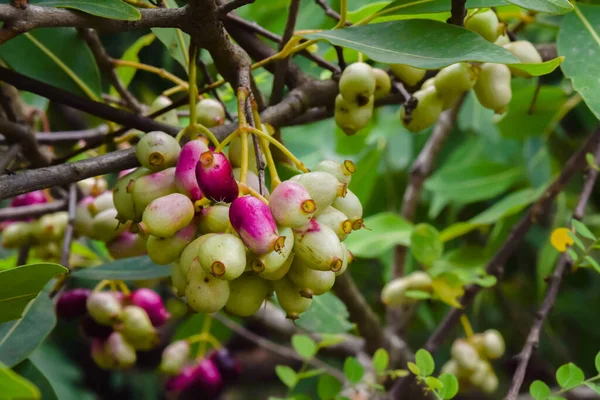 Bitkinin üzerinde olgunlaşmamış Jamun çileği kümesi var. Kullanılan seçici odak.