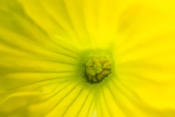 Astratto Sfondo Naturale Colore Giallo Melone Fiore Primo Piano Focus — Foto Stock