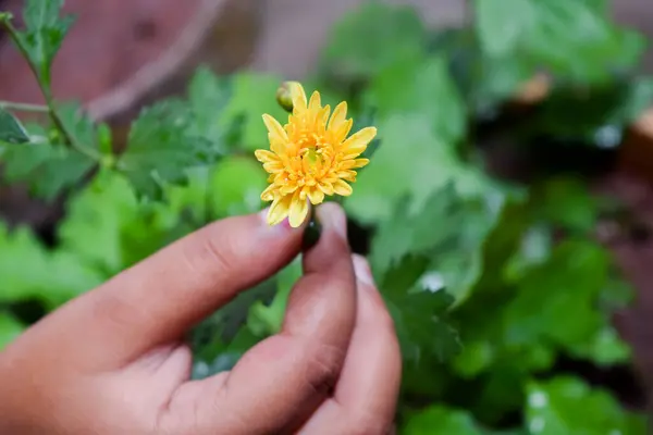 庭で指で持つ黄色の菊の花 選択的フォーカスを使用 — ストック写真