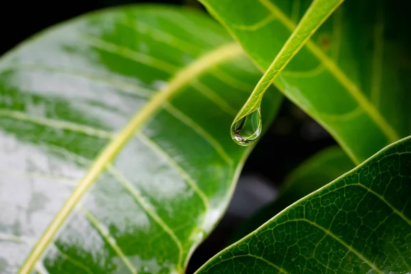 Raindrop at the tip of the mango leaf with other wet leaves during monsoon rainy season. Used selective focus.