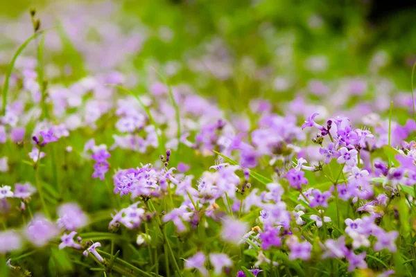 Purple Colored Small Flowers Bloom Monsoon Rainy Season Western Ghats — Photo