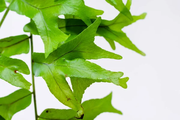 Eğreltiotu yaprakları beyaz arkaplanlı. Kopyalama alanı ile seçici odak.