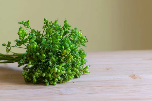 Bir sürü kişniş yeşili, olgunlaşmamış ve tahta üzerinde taze demet. Kopyalama alanı ile seçici odak.