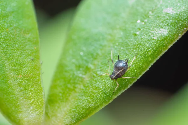 Eine Schwarze Blattlausart Auf Dem Blatt Dabei Handelt Sich Insektenschädlinge — Stockfoto