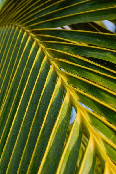 Antecedentes Midrib Padrões Folhas Plantas Coco Foco Seletivo Usado — Fotografia de Stock